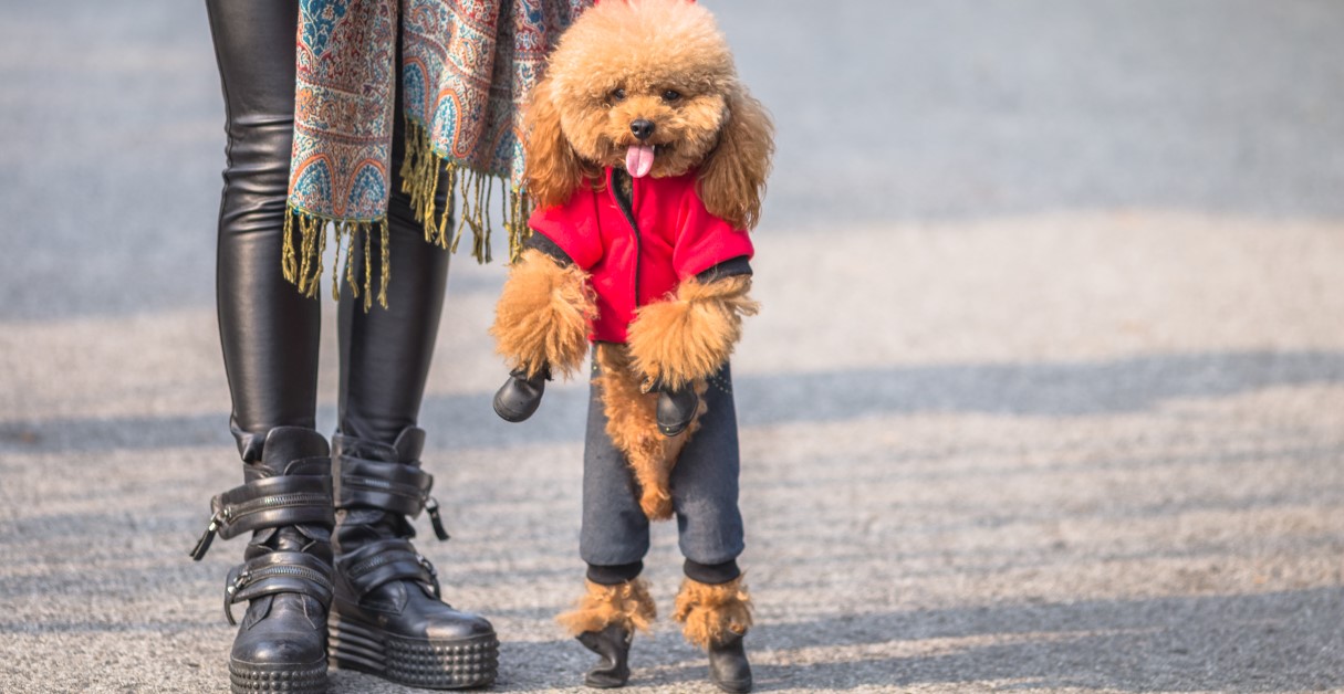 Diy dog booties for hot pavement best sale